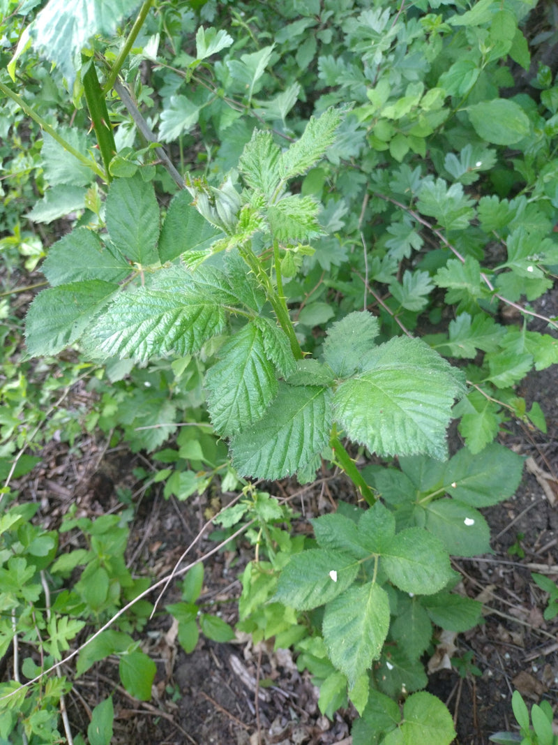 Vraie mûre — Bild 1
