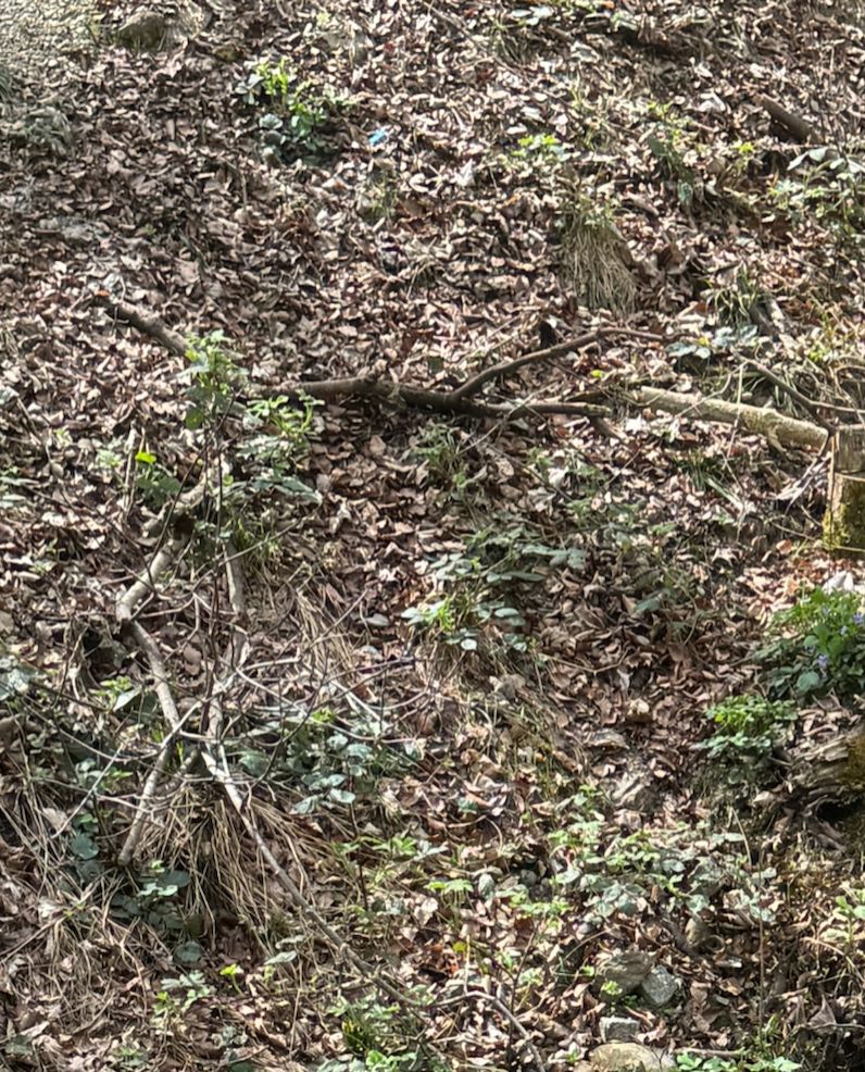 Quelques jeunes pousses de ronces poussent sur le sol de la forêt recouverte de feuilles. Les parties de la plante sont visibles de loin.