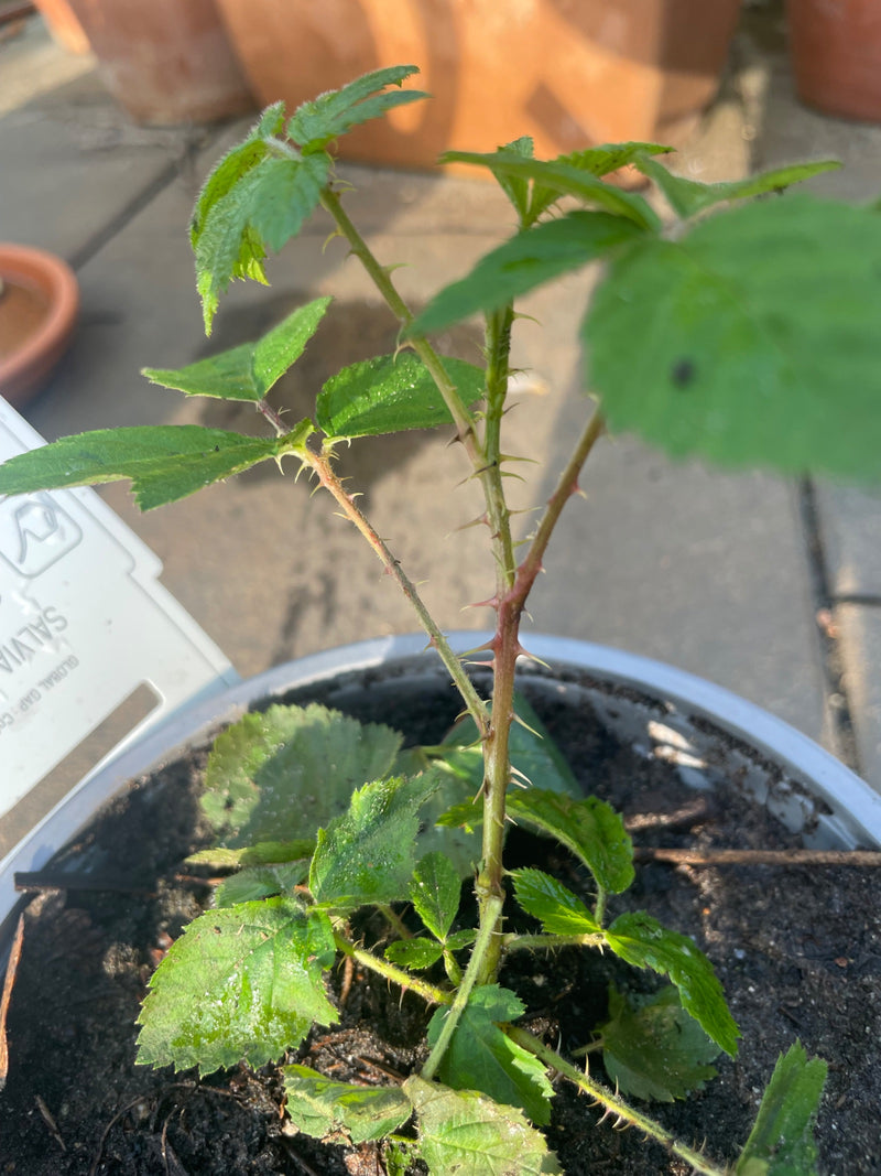 La photo montre un jeune plant de ronce dans un pot de fleurs. Les feuilles pétiolées et les aiguillons typiques sur la tige sont bien visibles.