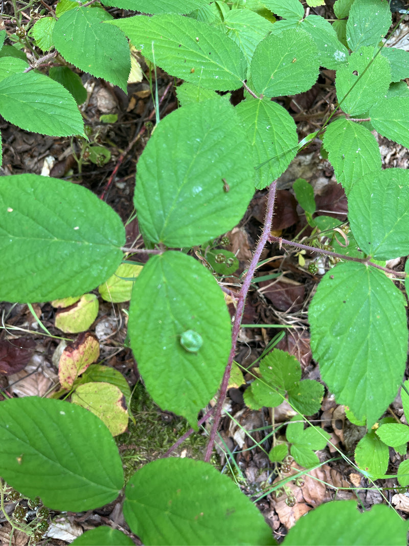 L'image montre les feuilles vertes et une tige épineuse d'un ronce vue du dessus. La plante pousse sur un sol couvert de feuilles.