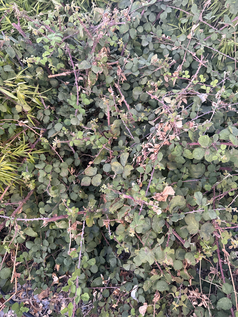 On aperçoit un arbuste dense avec des feuilles vertes et des branches épineuses de mûres. La plante pousse dans un environnement naturel.