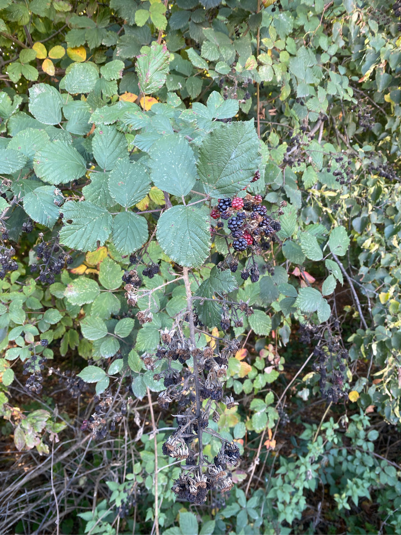 Branche d'un mûrier sauvage portant des feuilles vertes ainsi que des fruits mûrs, immatures et desséchés.