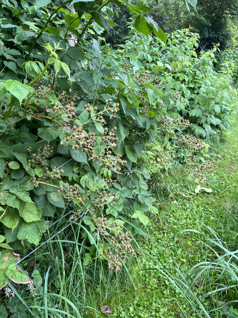 On aperçoit un buisson dense de mûres avec des feuilles vertes et de nombreux fruits non mûrs. La plante pousse à lisière de forêt dans de hautes herbes.