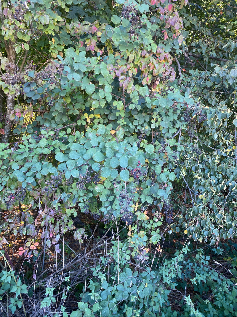 Un buisson dense de ronces avec des feuilles composées et des mûres sombres poussant en lisière de bois.