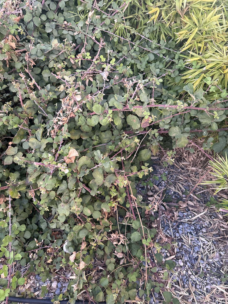 L'image montre un buisson dense de mûres sauvages avec des feuilles vertes et des tiges rougeâtres. La plante pousse sur un sol caillouteux à côté d'autres v...