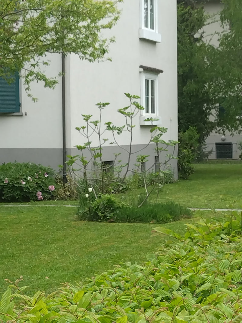 Figuier — Bild 1