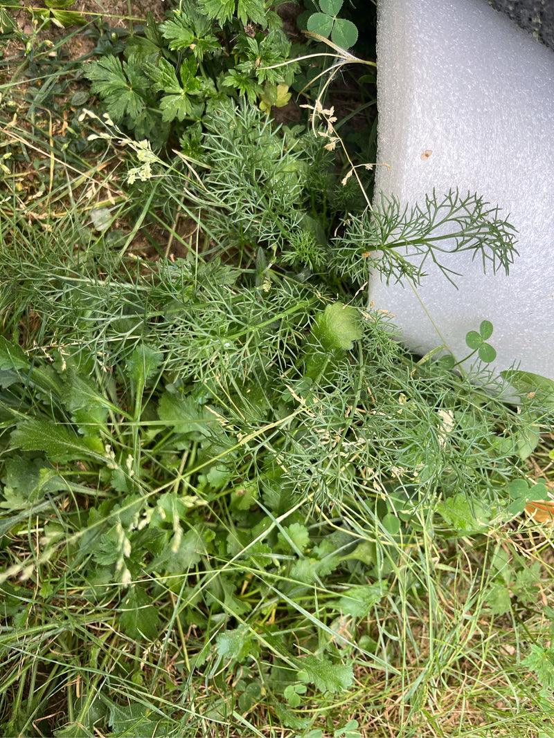 On observe une anthémis fétide poussant dans une prairie, avec ses feuilles caractéristiques finement divisées.