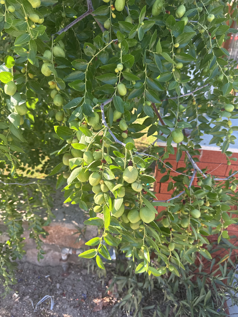 Du vrai jujube — Bild 2