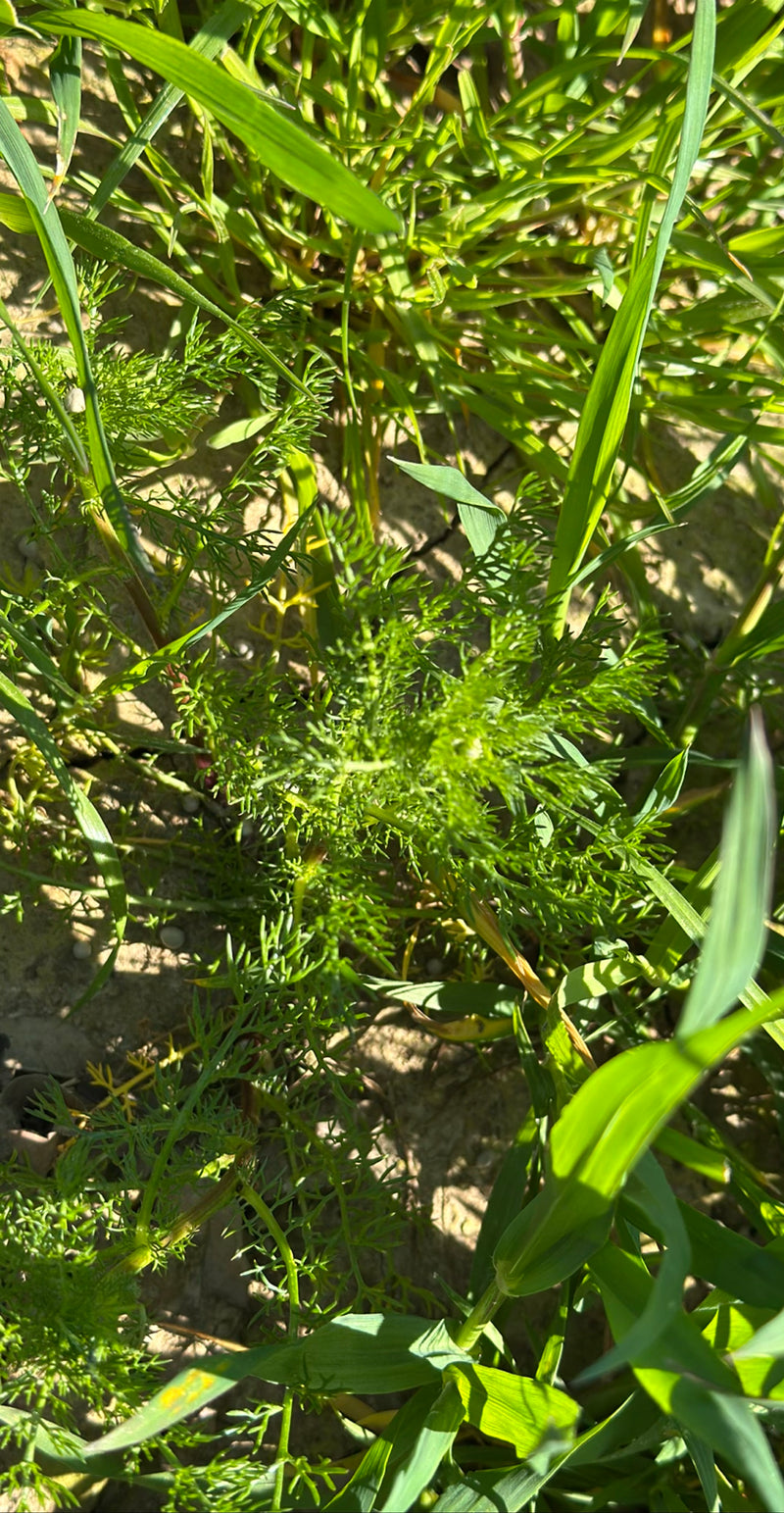 On aperçoit un jeune spécimen de camomille vraie aux feuilles finement pennées, poussant sur le sol parmi les herbes.