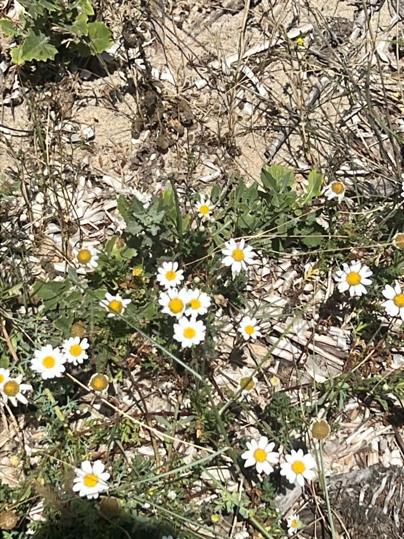 L'image montre plusieurs fleurs blanches avec un centre jaune prononcé poussant sur un sol sablonneux. Ce sont des spécimens de camomille vraie.