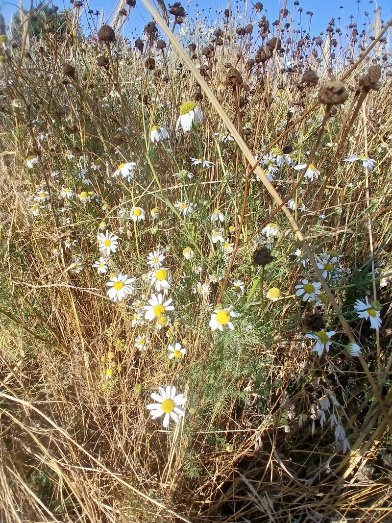 L'image montre un groupe de fleurs de camomille vraie poussant dans une prairie. Les pétales blancs et les centres jaunes sont clairement reconnaissables.