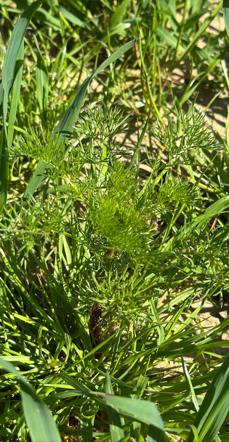 On voit une jeune camomille sauvage avec des feuilles caractéristiques finement divisées poussant dans une prairie.