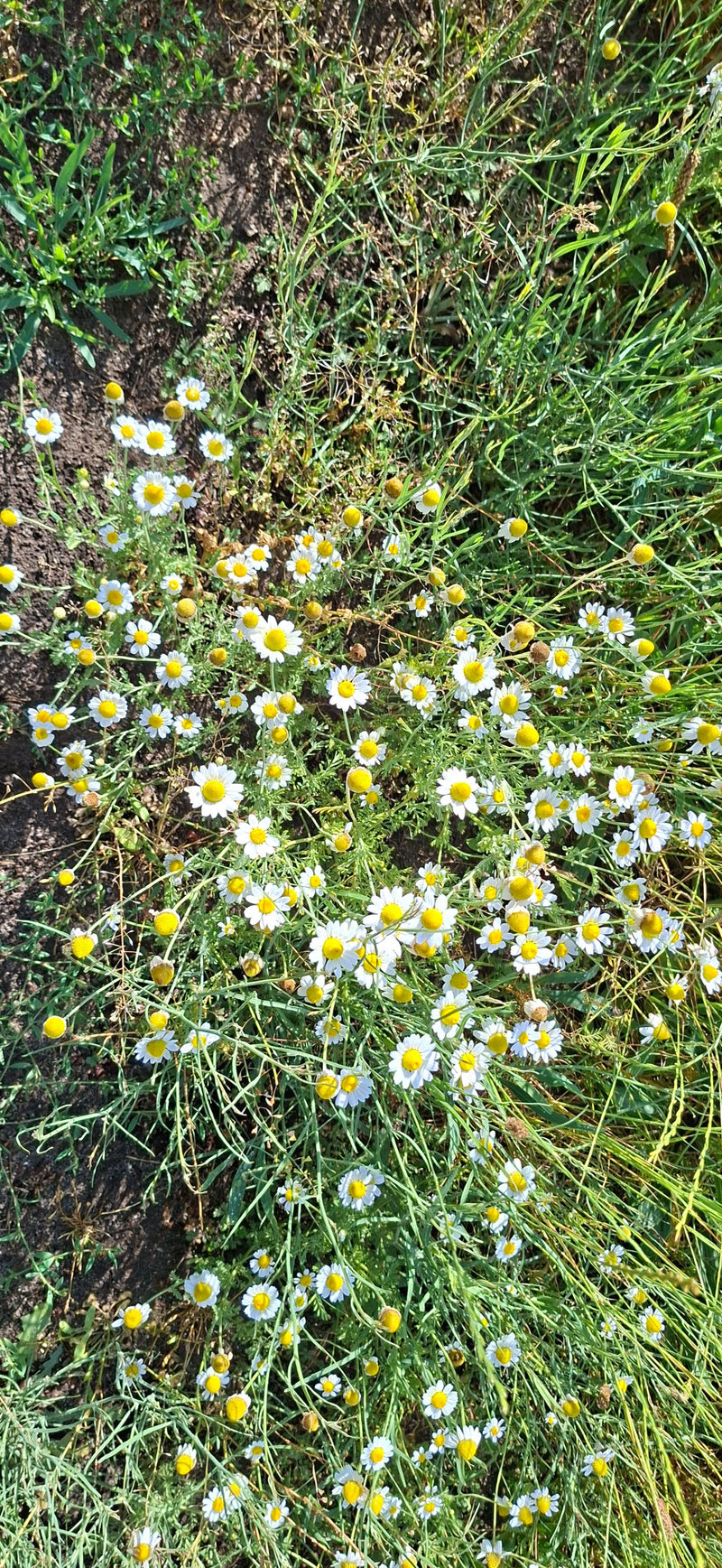 De nombreuses fleurs de camomille sauvage poussent de manière dense dans une prairie. La photo montre les plantes par-dessus dans leur environnement naturel.