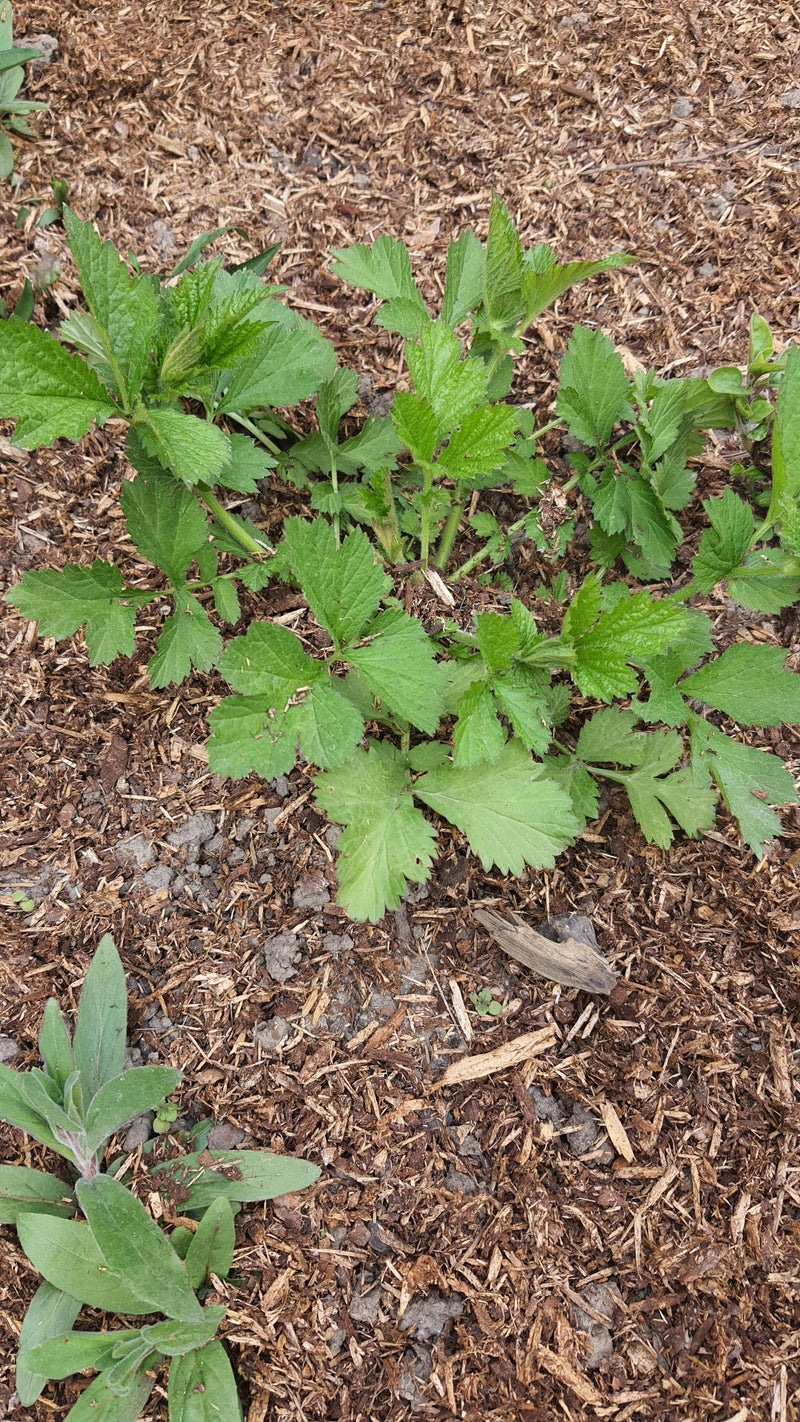 Véritable racine de clou de girofle — Bild 1