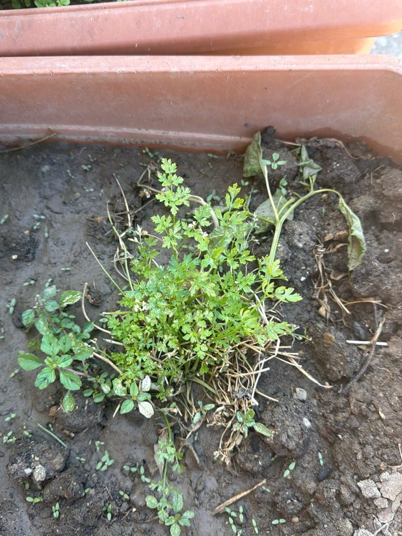 On y voit un plant de persil vert aux feuilles finement divisées, poussant dans une jardinière remplie de terre. La prise de vue est en plongée.