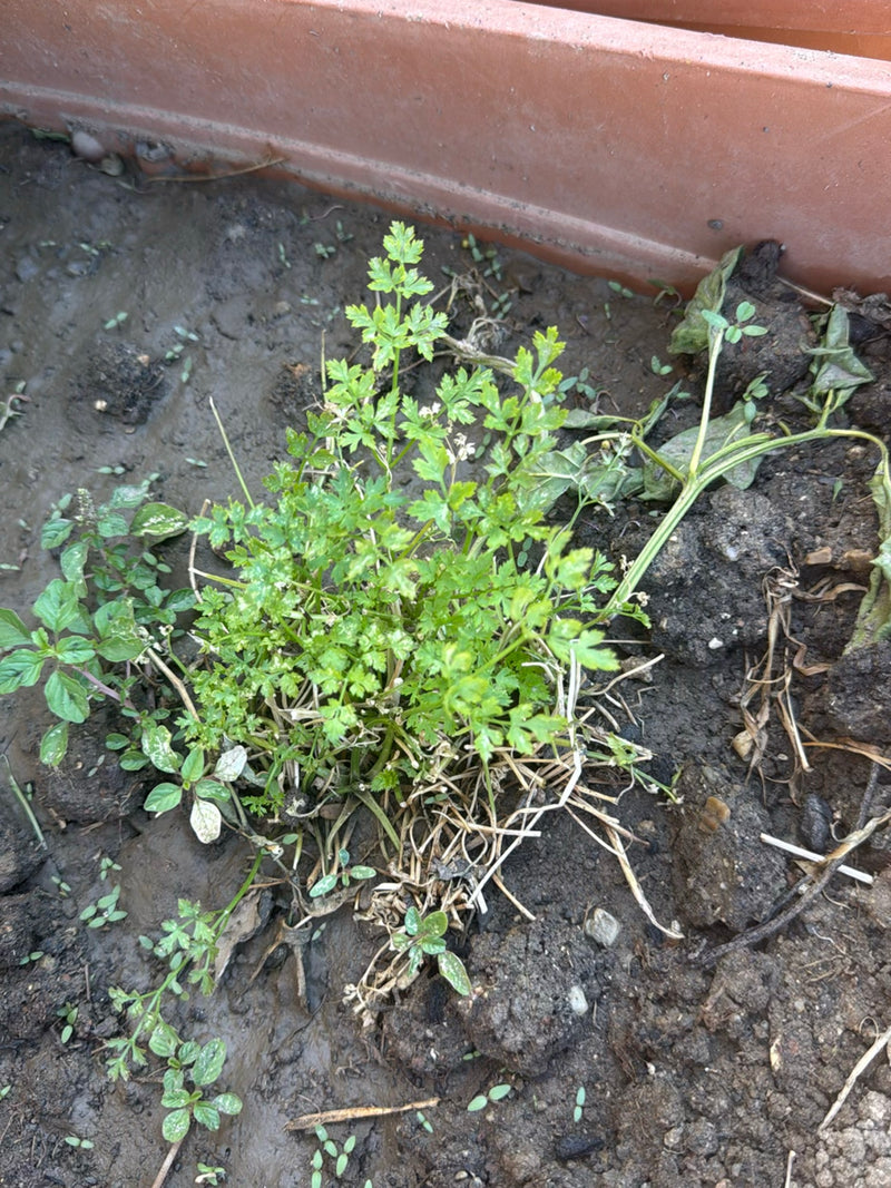 Un plant de persil vert pousse dans de la terre humide dans un bac à planter. Les feuilles pennées caractéristiques sont bien visibles.