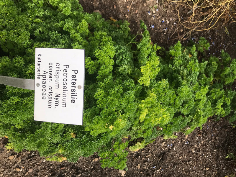 On y voit un plant de persil sain avec un feuillage dense et frisé dans un parterre. Un panneau indicateur étiqueté est planté à côté.