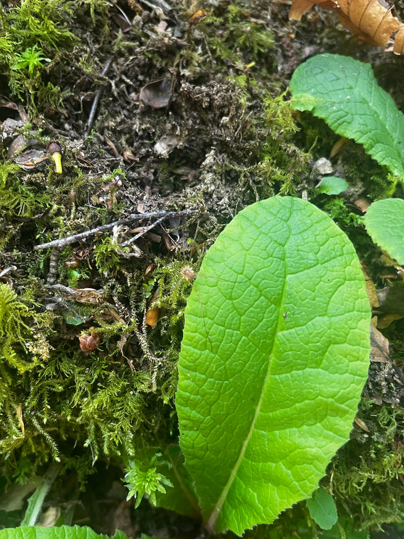 Véritable primevère — Bild 2