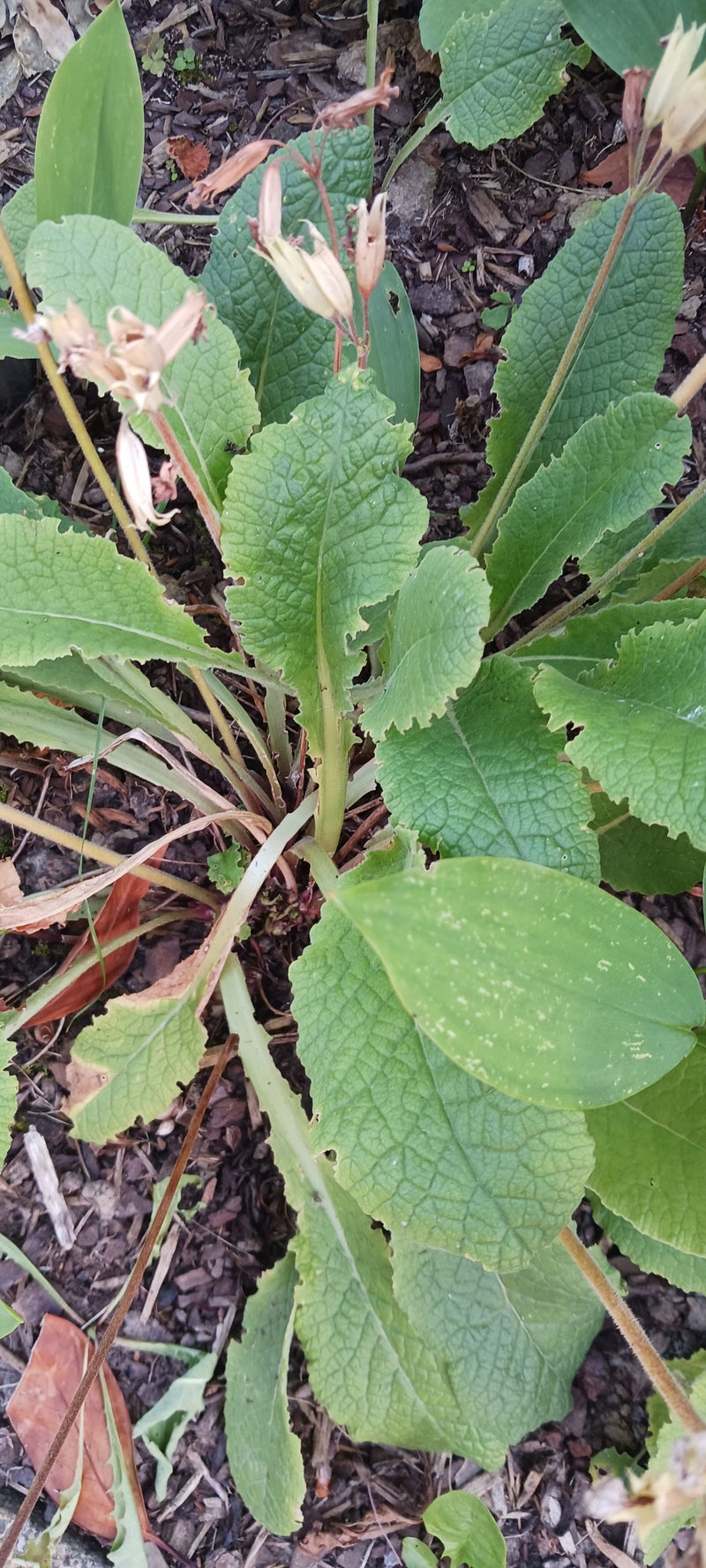 On voit un coucou avec sa rosette de feuilles basale typique et des tiges florales dressées déjà fanées. La plante pousse sur un sol sombre avec du paillis.
