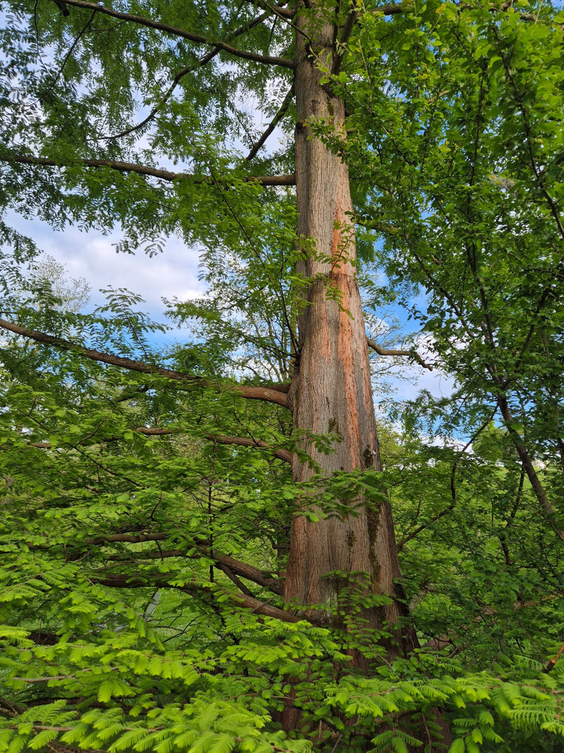 Véritable cyprès chauve — Bild 1