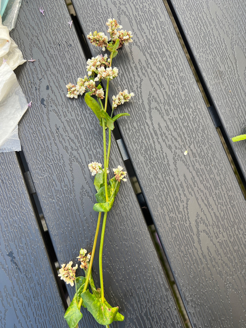 Du vrai sarrasin — photo 2 sur 4