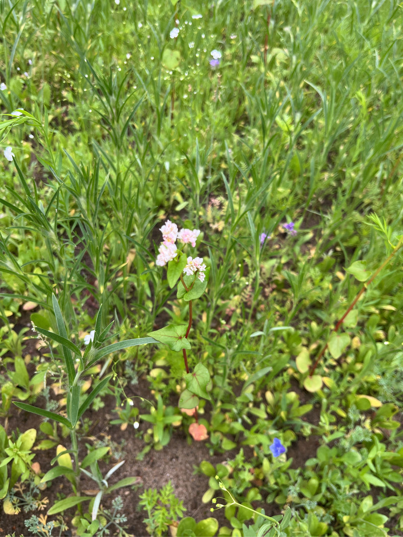 Du vrai sarrasin — photo 1 sur 4