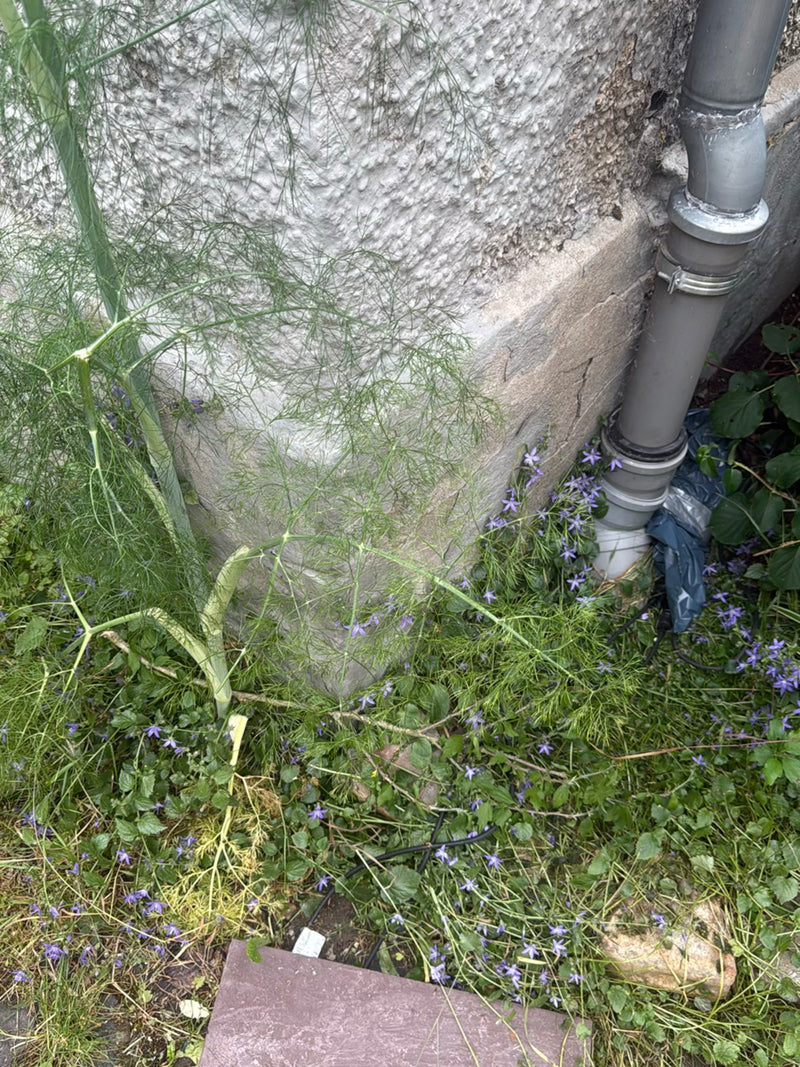fenouil — Bild 3