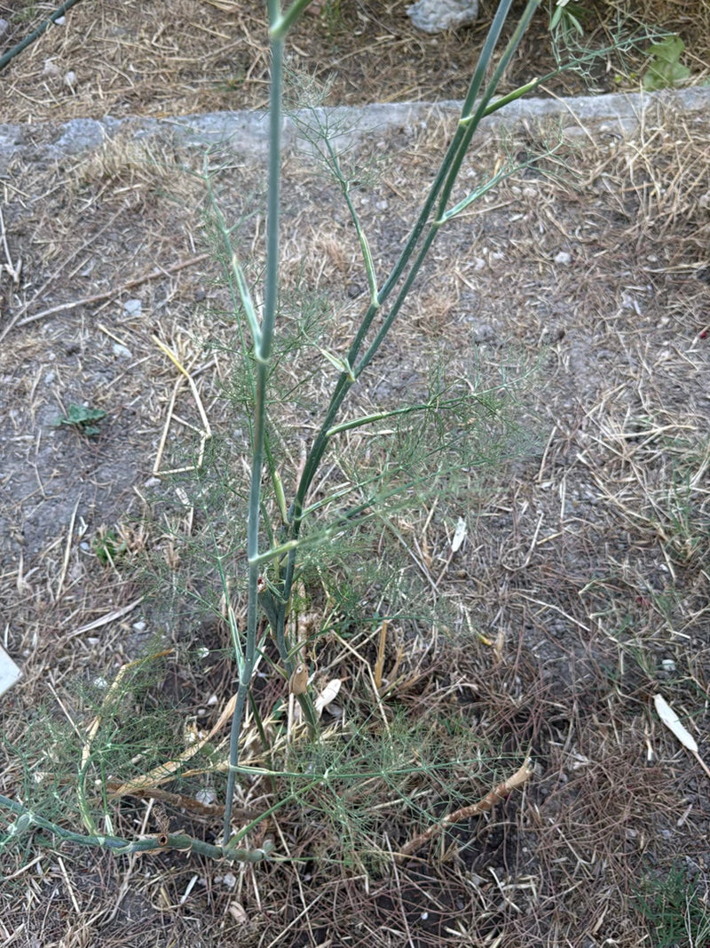 L'image montre un plant de fenouil avec ses feuilles caractéristiques finement pennées et ses tiges vertes. Il pousse sur un sol sec avec des restes de plant...