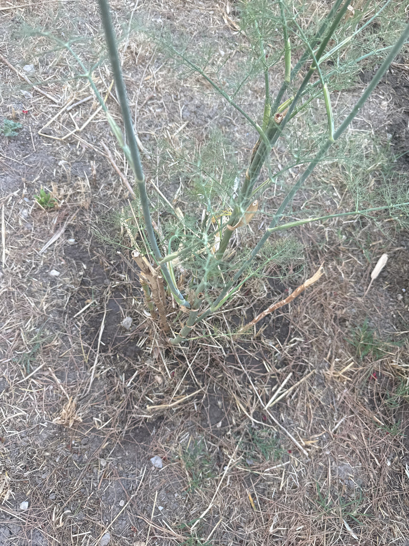On peut voir un plant de fenouil sur le sol dans un environnement sec. La prise de vue montre les tiges dressées et les feuilles finement divisées en vue plo...