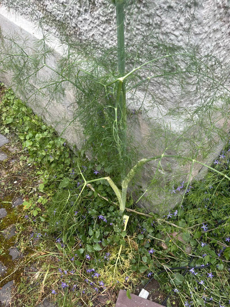 fenouil — Bild 1