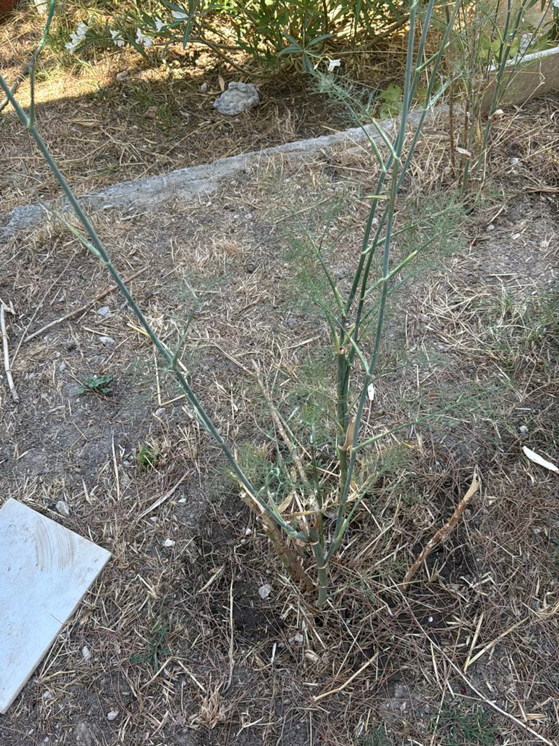 On peut voir un plant de fenouil dressé avec ses feuilles finement divisées caractéristiques et ses tiges nues. Il pousse sur un sol sec couvert de matière v...