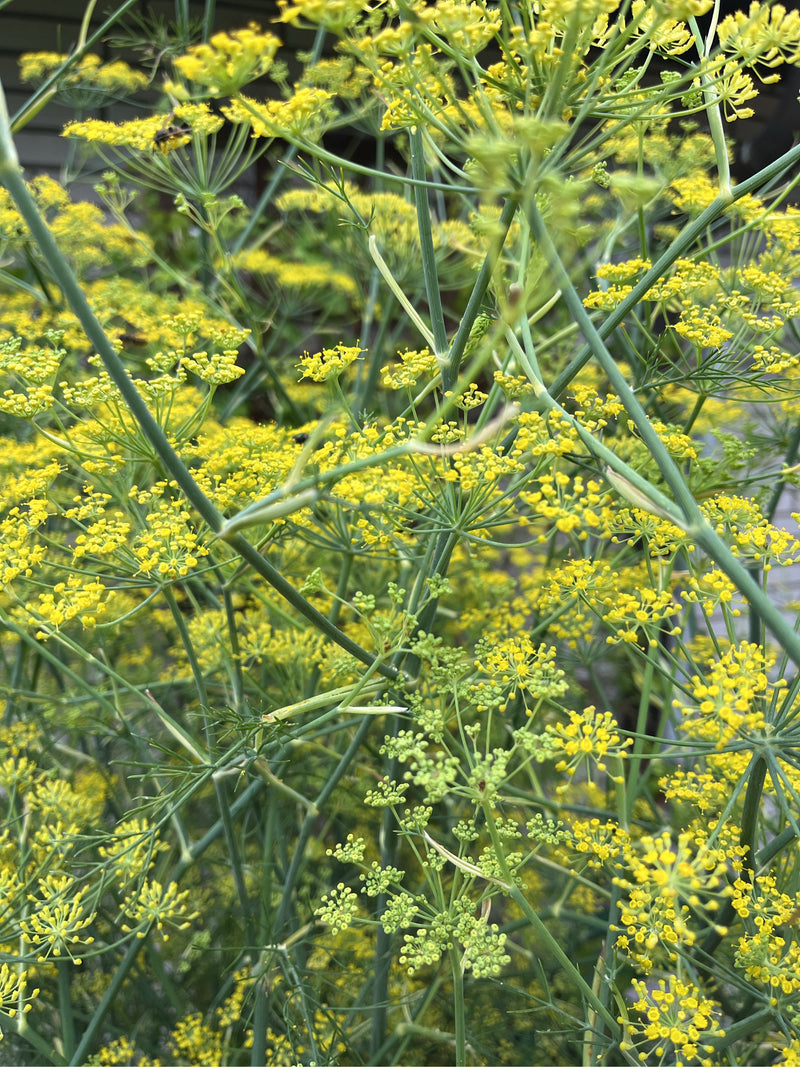 On aperçoit un plant de fenouil en fleurs avec ses ombellules jaunes caractéristiques et ses feuilles fines et pennées. Les tiges élancées et les nombreuses ...