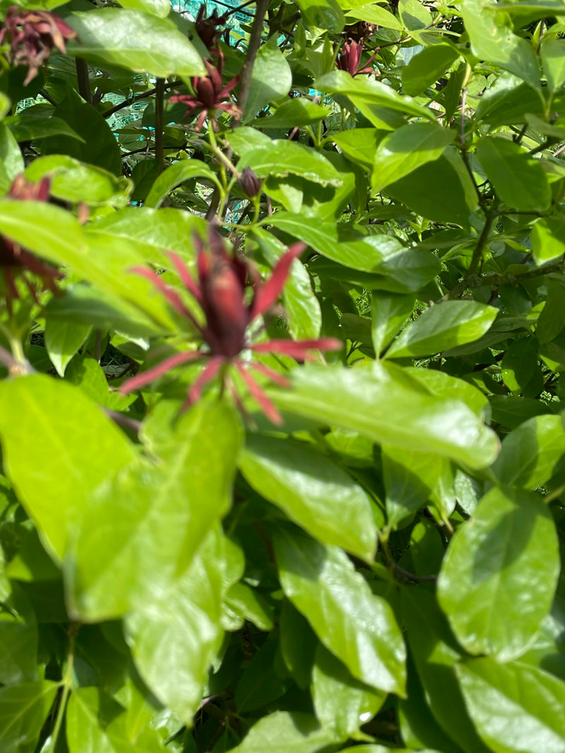 buisson d'épices — Bild 3