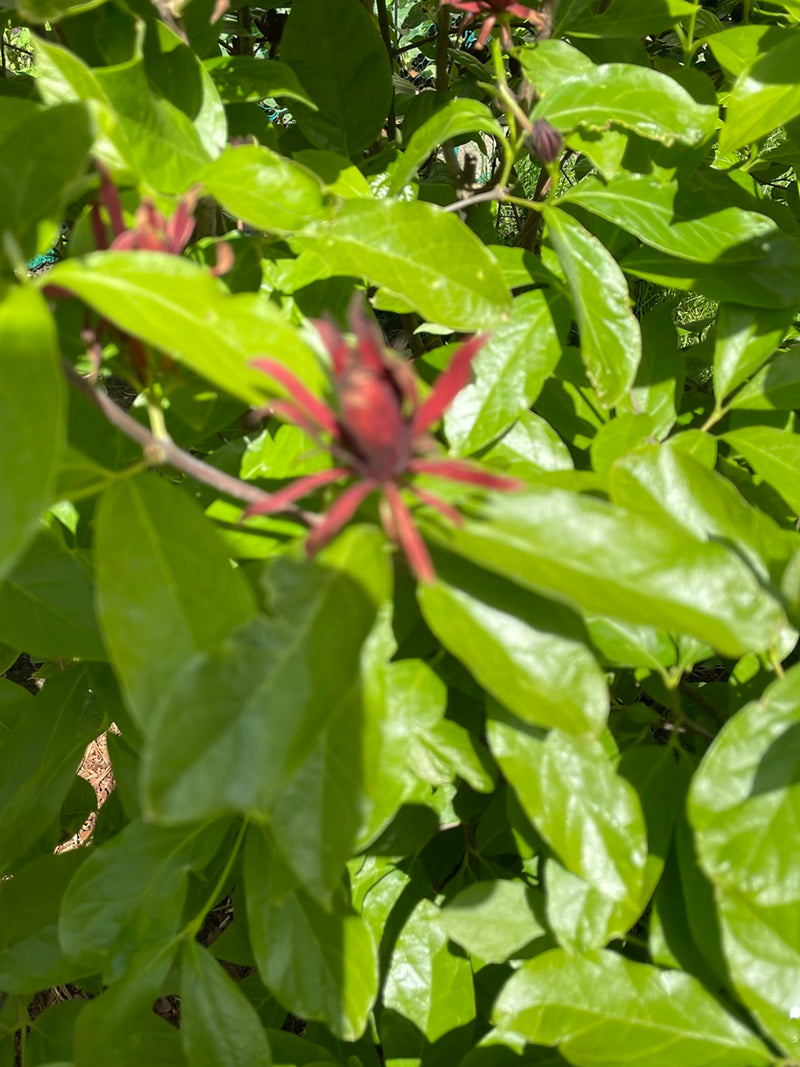 buisson d'épices — Bild 2