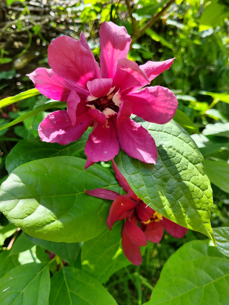 La photo montre les fleurs frappantes rose foncé à rouge de l'arbuste aux épices devant des feuilles vertes. Les fleurs sont capturées en détail dans une per...