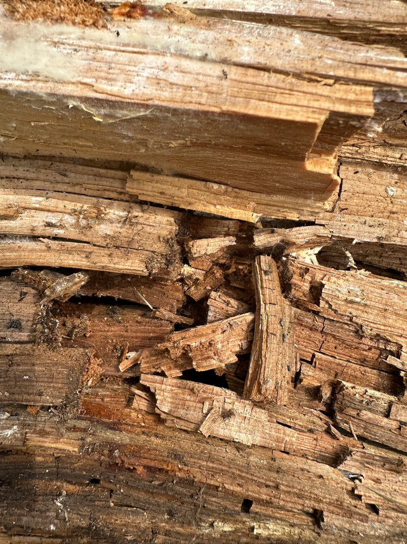Véritable pourriture sèche — Bild 2