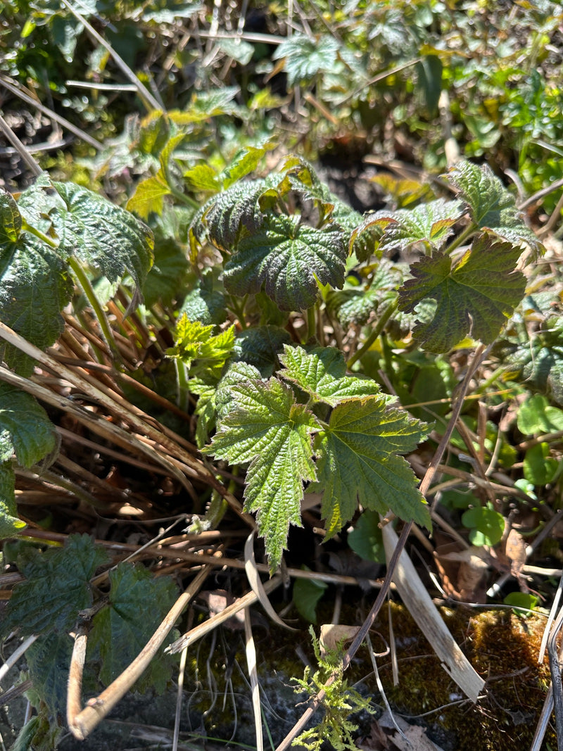 houblon — Bild 1