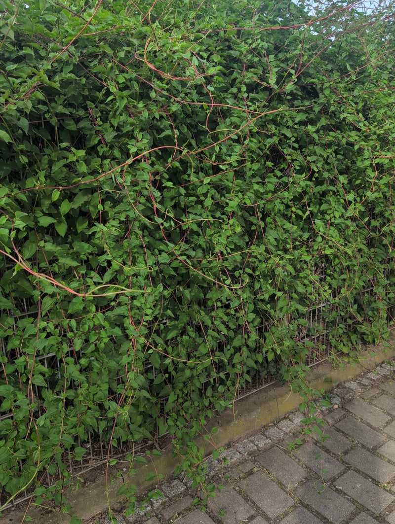 On y voit une plante de houblon à la croissance luxuriante, dotée de tiges roussâtres et de feuilles vertes, grimpant le long d'une clôture.
