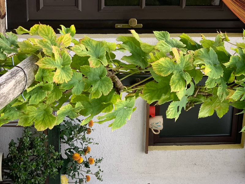 L'image montre les feuilles vertes et les tiges de houblon poussant devant un mur de maison clair. Les feuilles lobées caractéristiques sont clairement recon...