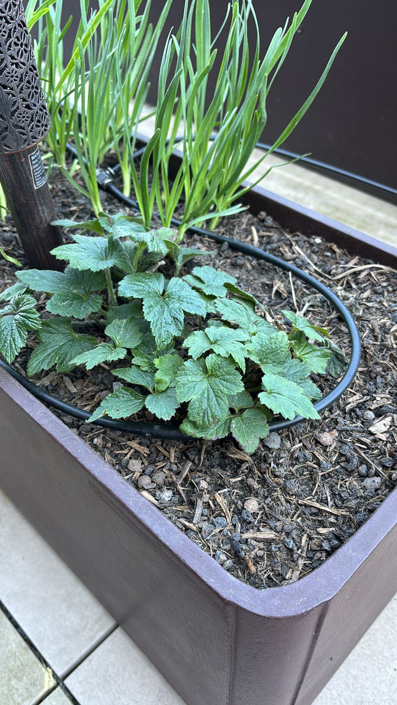 On voit une jeune plante de houblon aux feuilles vertes typiquement lobées. Elle pousse dans un bac de plantation marron dans un sol riche en humus.