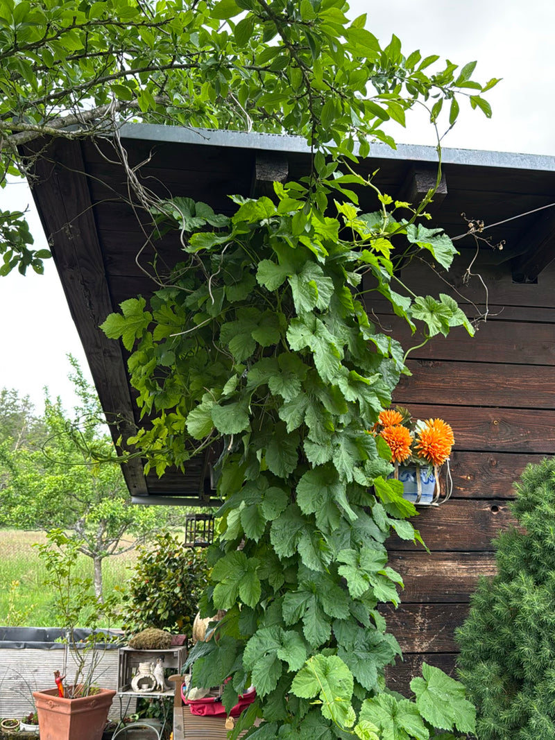 On y voit une vigoureuse plante de houblon aux feuilles lobées caractéristiques, grimpant le long d'une façade en bois. La plante grimpante occupe la zone ce...