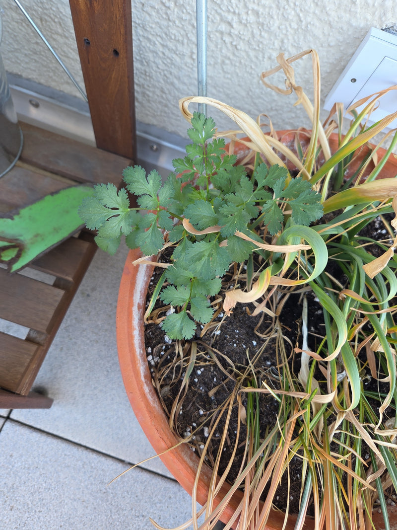 coriandre — Bild 2