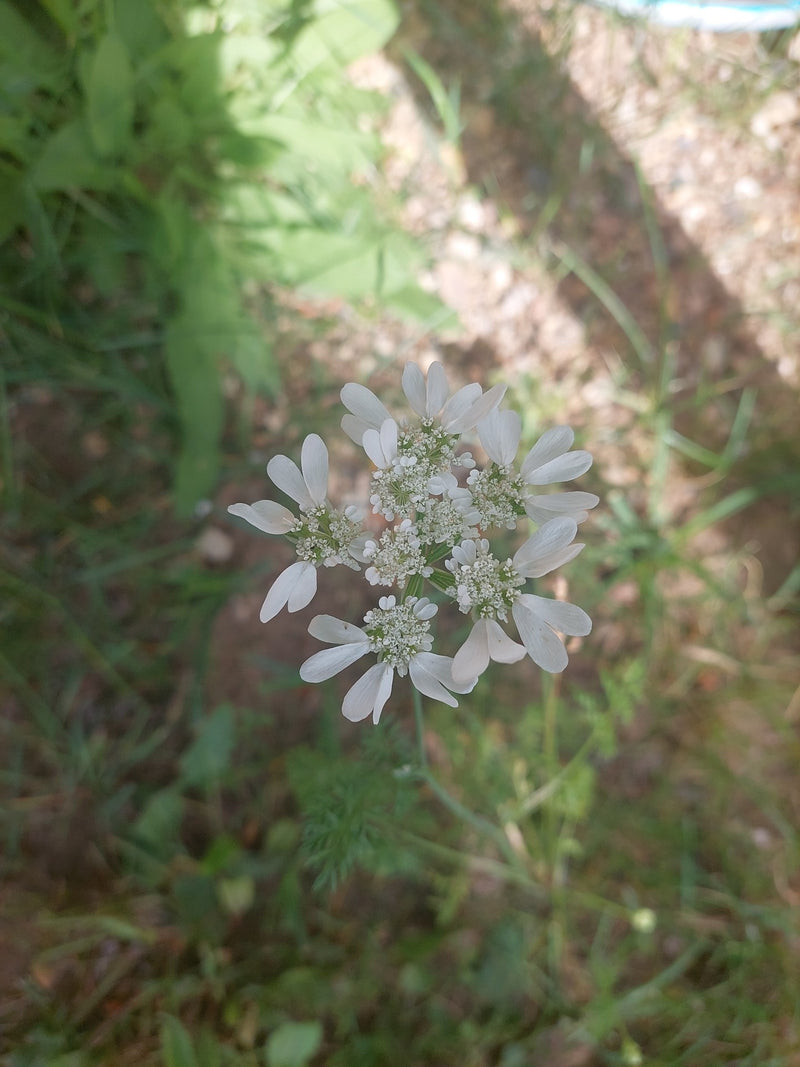 On peut voir une plante de coriandre en fleurs avec ses inflorescences blanches typiques. La prise de vue montre la plante par-dessus sur un fond de verdure ...