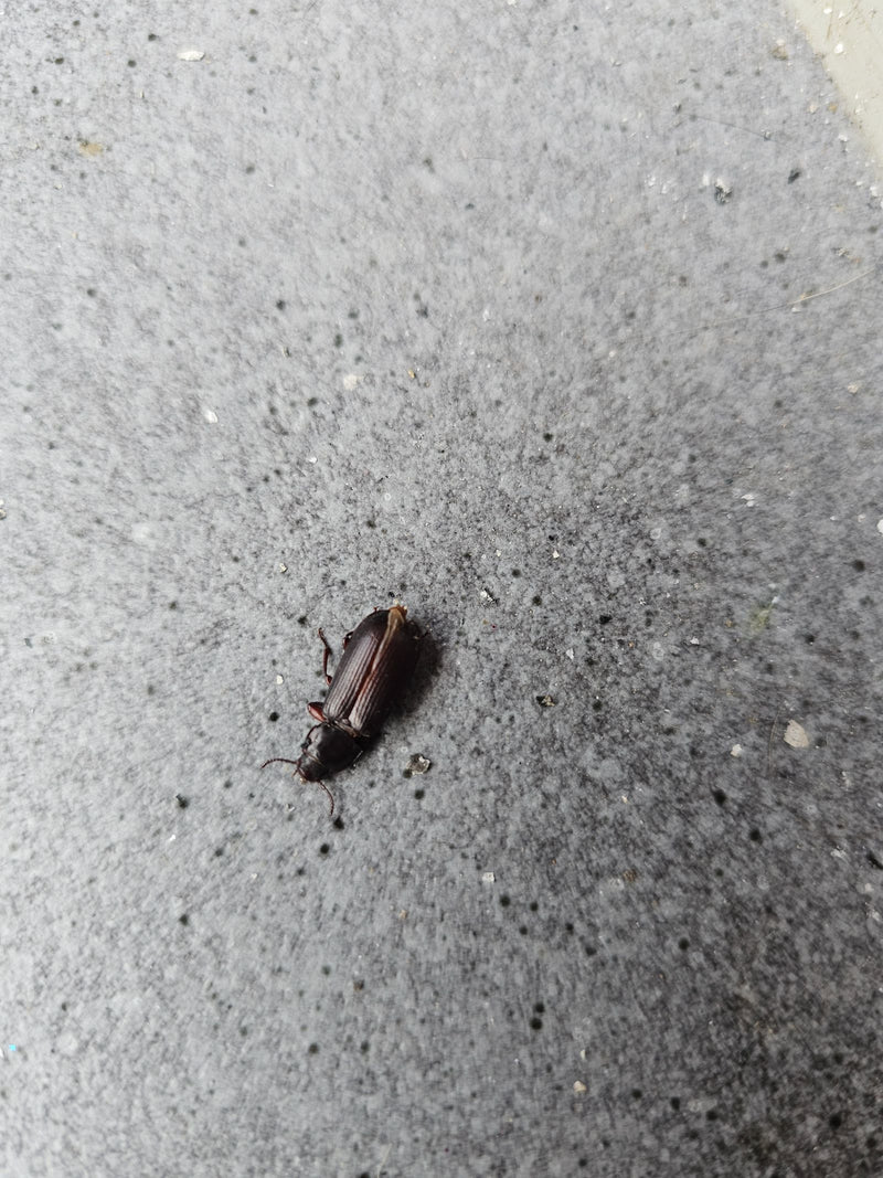 Véritable coléoptère terrestre (genre Harpalus) — Bild 2