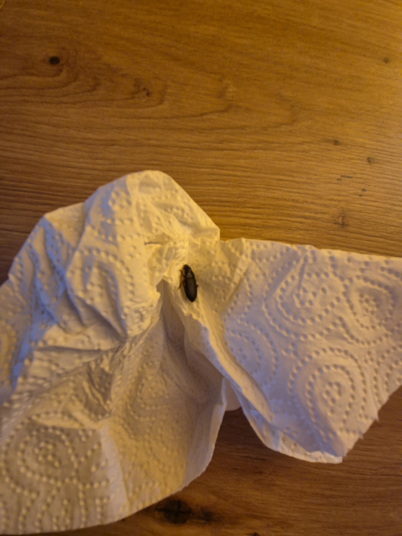 Véritable coléoptère terrestre (genre Harpalus) — photo 4 sur 6