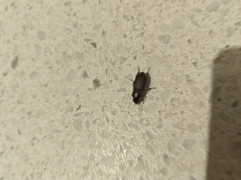 Véritable coléoptère terrestre (genre Harpalus) — Bild 1