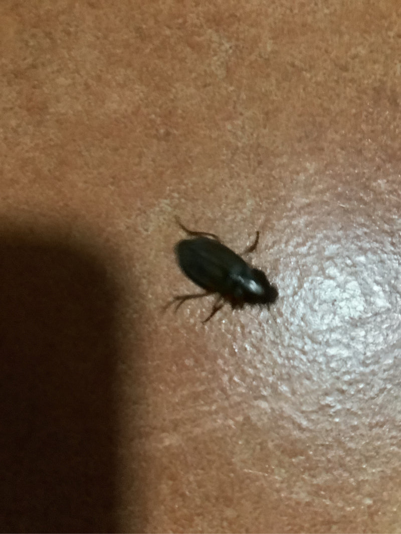 Véritable coléoptère terrestre (genre Harpalus) — photo 3 sur 6