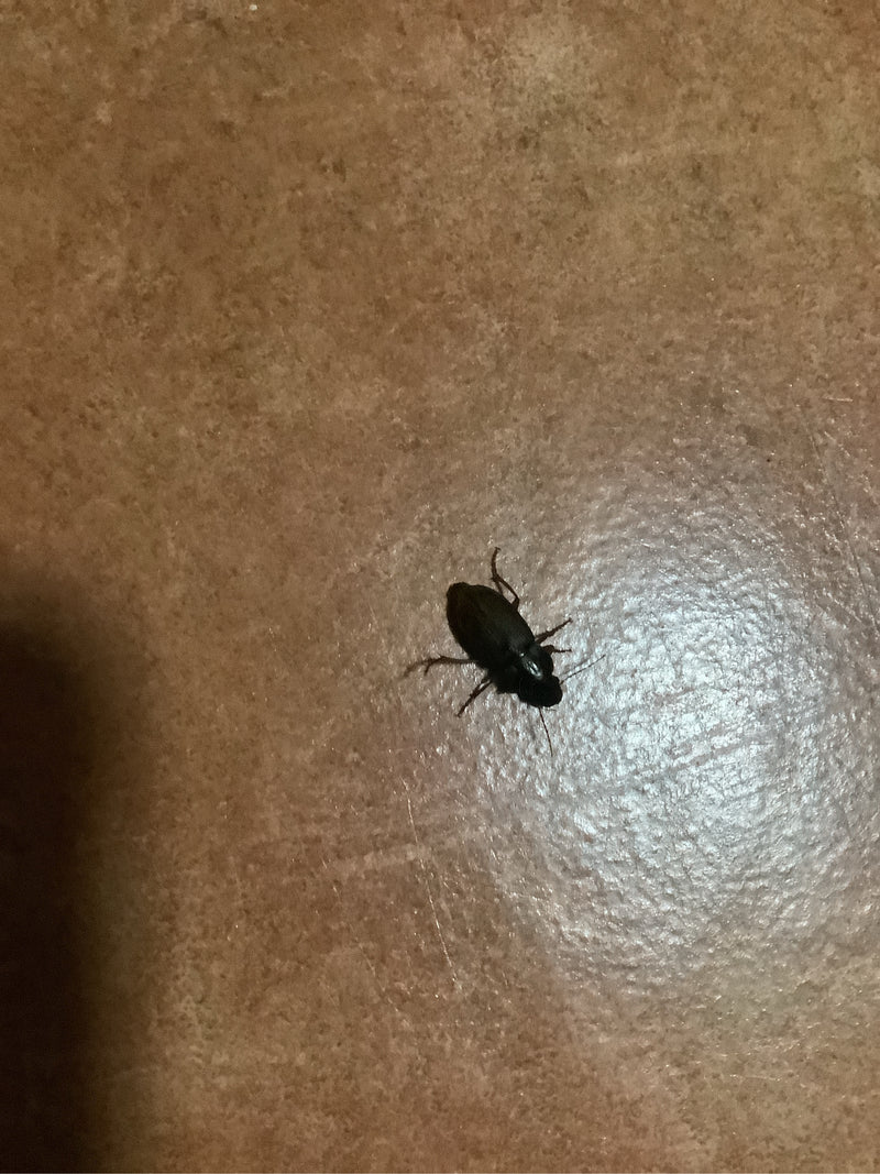 Véritable coléoptère terrestre (genre Harpalus) — photo 2 sur 6