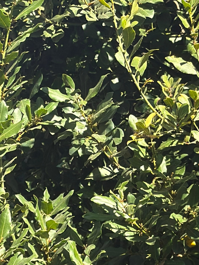 On peut voir le feuillage dense et vert d'un laurier avec ses feuilles lancéolées typiques. Les branches et les feuilles sont représentées en gros plan.