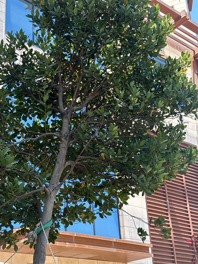 On peut voir un laurier noble au feuillage vert dense devant une façade de bâtiment moderne. L'arbre pousse en milieu urbain et présente ses feuilles caracté...